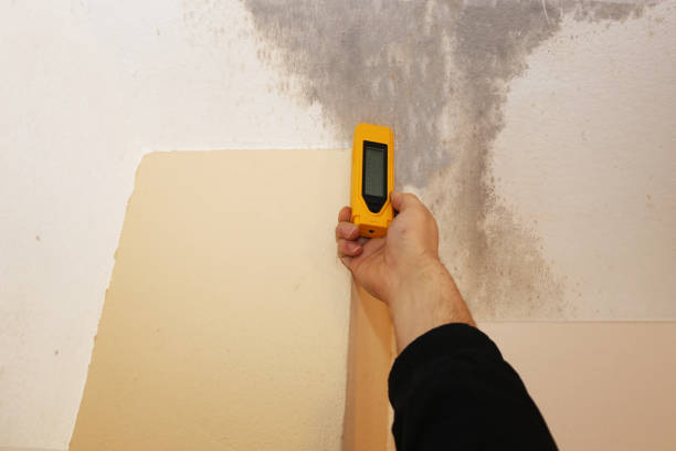  Penryn, CA Mold Removal Pros