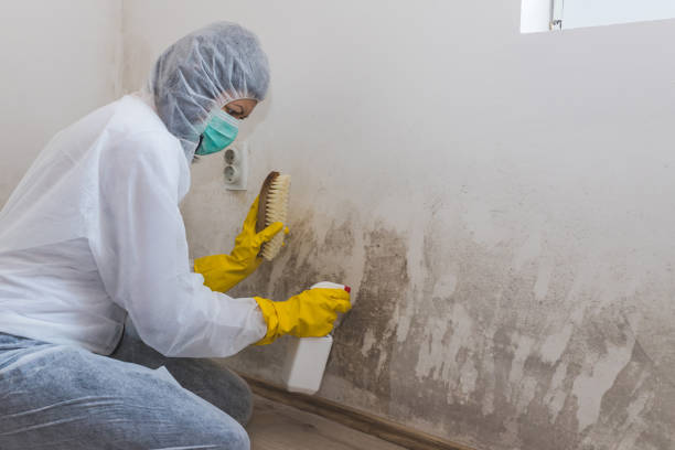 Professional Mold Removal in Penryn, CA