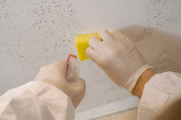 Best Industrial Mold Remediation  in Penryn, CA