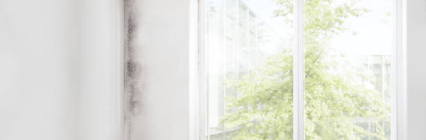 Best Comprehensive Air Testing for Mold Contaminants  in Penryn, CA